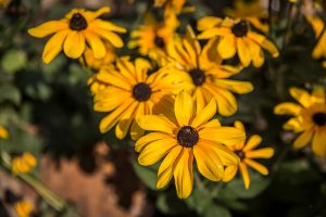 rudbeckia-black-eyed-susan-bloom
